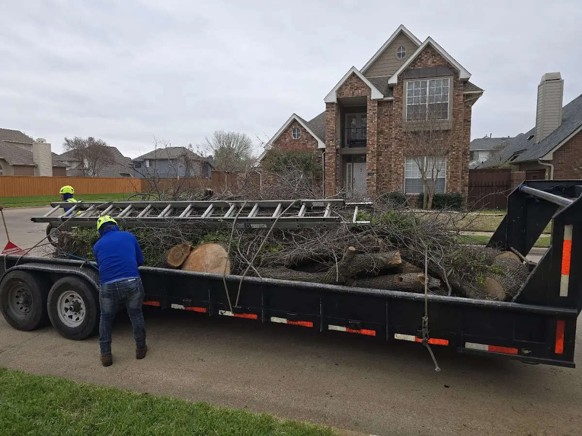 Expert Tree Fertilization with proper safety equipment in Conifer